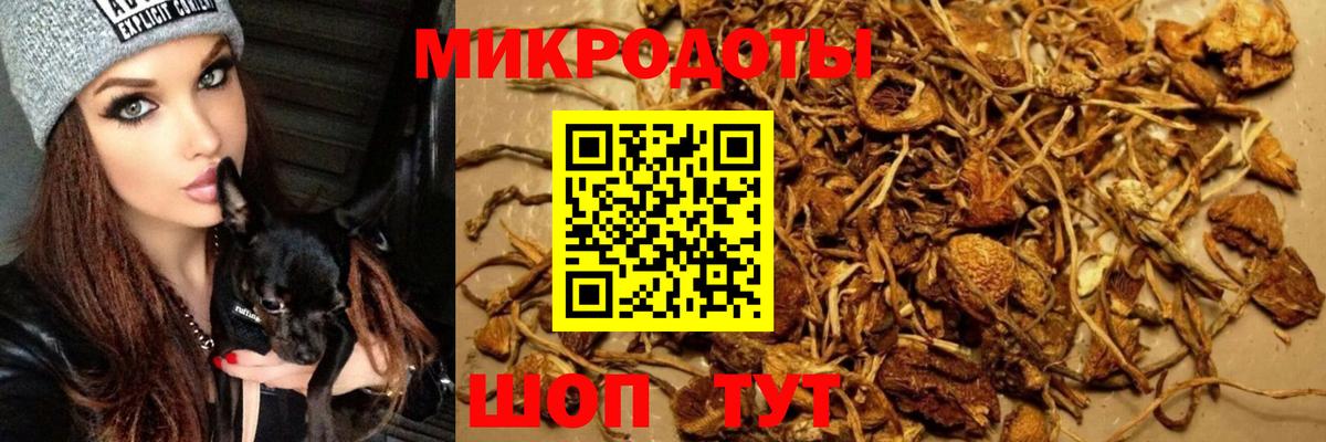 Псилоцибиновые грибы Cubensis Североуральск